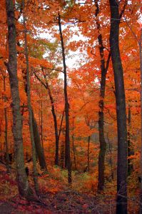 maple trees